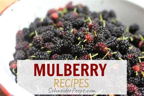 where to get mulberries